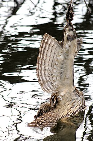 Barred Owl with Fishing Line (8158631483)