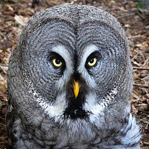 Bartkauz - Great Grey Owl (Strix nebulosa) - Weltvogelpark Walsrode 2012-004-cropped