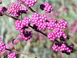 Beautyberry3