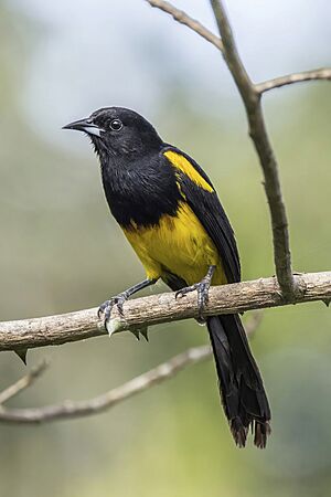 Black-cowled oriole (Icterus prosthemelas prosthemelas) Orange Walk 2.jpg