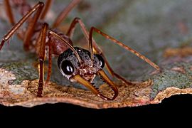 Black-headed Bull-Ant (Myrmecia nigriceps).jpg