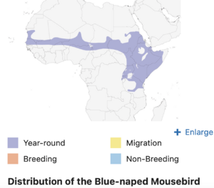 Blue-naped Mousebird Distribution Map