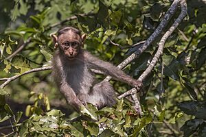 Bonnet macaque (Macaca radiata) juvenile 2