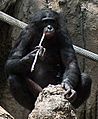 BonoboFishing02 cropped