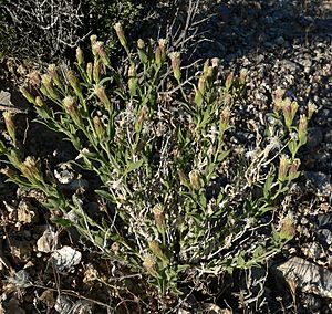 Brickellia oblongifolia var linifolia 1.jpg