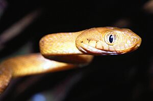 Brown treesnake upclose (9601697830)