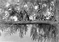 COLLECTIE TROPENMUSEUM Een Maleise dwerg-ooruil (Otus bakkamoena lempiji) met twee jongen Dampar Oost-Java TMnr 10006595