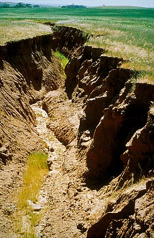 CSIRO ScienceImage 4434 Gully erosion in the Warren Catchment east of Adelaide in the Mount Lofty Ranges South Australia 1992