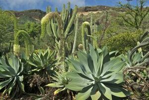 Cacti of Koko Crater 9582