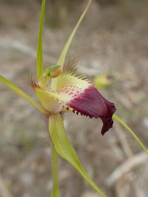 Caladenia infundibularis labellum