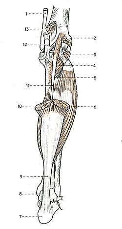 CalfMuscles.jpg