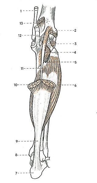 CalfMuscles
