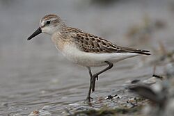 Calidris-pusilla-001