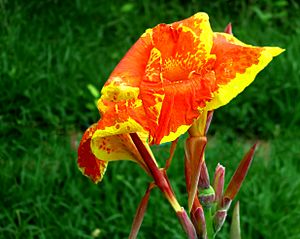 Cana Lily (not-a-real-lily) -- Canna