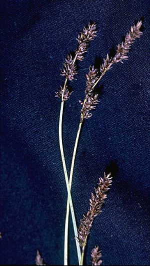 Carex diandra.jpg