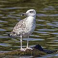 Caspian gull (Larus cachinnans) juvenile Danube delta