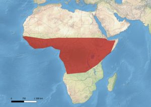 Chamaeleo gracilis distribution.png