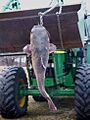 CharitonCatfish1