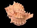 Chicoreus erythrostomus shell 3