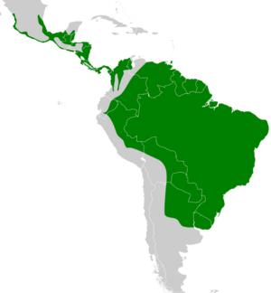 Chloroceryle amazona map.svg