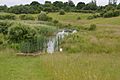 Church Lane Flood Meadow 7