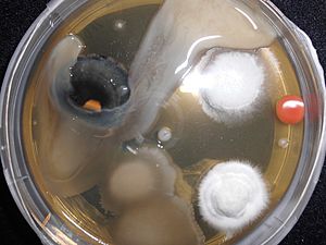 Contamination on agar plate