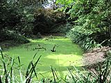 Coppett's Wood pond