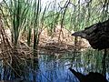 Corn Creek