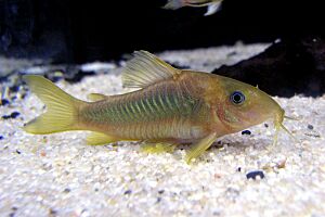 Corydoras melanotaenia.JPG