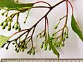 Corymbia ficifolia - buds