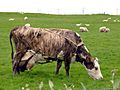 Cow in Iceland