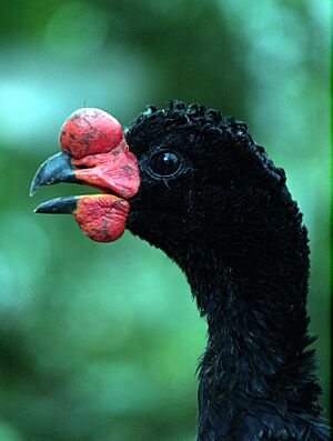 Crax globulosa -National Aviary -Pittsburgh-8