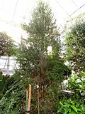 Cupressus dupreziana - Lyman Plant House, Smith College - DSC04374.JPG
