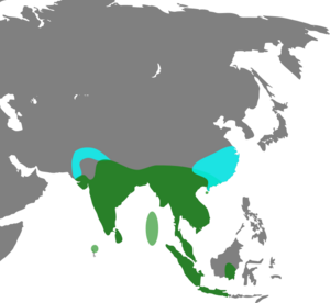 Dendrocygna javanica Map.svg