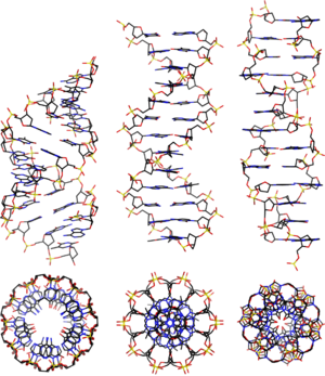 Dnaconformations