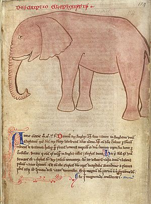 Drawing of an elephant, copied by John of Wallingford after Matthew Paris (1255) - BL Cotton MS Julius D VII, f. 114r