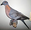 Ectopistes migratorius (passenger pigeon)