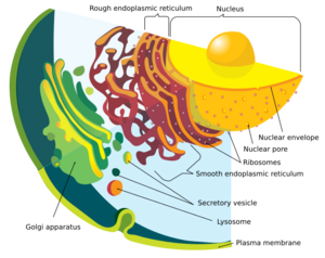 Endomembrane system diagram