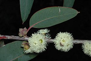 Eucalyptus boliviana.jpg
