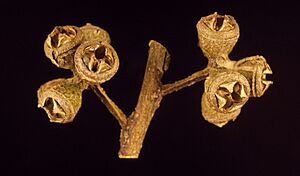 Eucalyptus globulus maidenii fruit