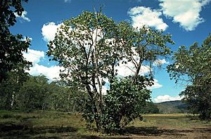 Eucalyptus neglecta.jpg