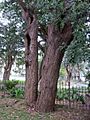 Eucalyptus paniculata Glebe