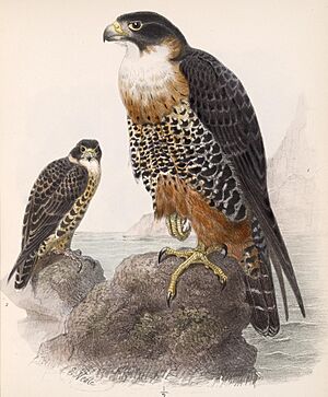 Falco deiroleucus 1902