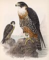Falco deiroleucus 1902