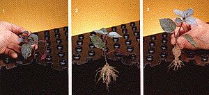 GTI-Aeroponic-Genesis Rooting-1983