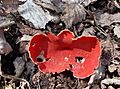 GT Scarlet Elf Cup fungus - Sarcoscypha austriaca