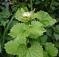 Garlic Mustard - Alliaria petiolata - geograph.org.uk - 160932