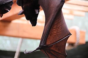 Giant-Fruit-Bat