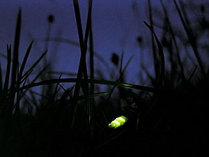 Glow worm lampyris noctiluca