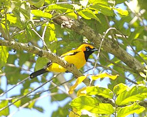 Golden Monarch (Monarcha chrysomela).jpg